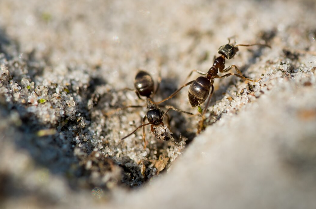 A close-up of a single ant navigating through sandy granules