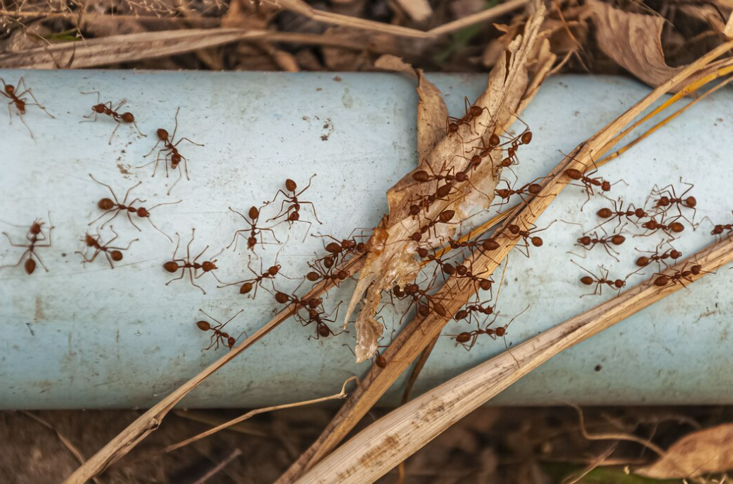 A cluster of red ants traversing a pale blue surface, gathering around a dried leaf